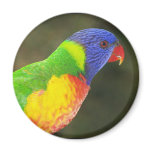 Rainbow Lorikeet Refrigerator Magnet