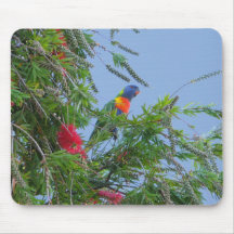 Rainbow Lorikeet Mousepads