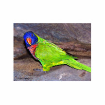 Rainbow Lorikeet parrot on rock wall, side view Photo Sculptures