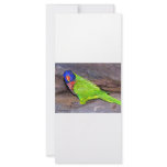 Rainbow Lorikeet parrot on rock wall, side view rack cards