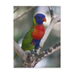 Rainbow Lorikeet Postcard