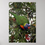 Rainbow Lorikeet posters