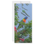 Rainbow Lorikeet rack cards