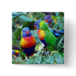 Rainbow Lorikeets Button