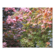 Rainbow Maple Photographic Print