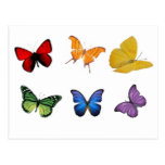 Rainbow of Butterflies Post Cards