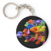 Rainbow of Parrotfish
