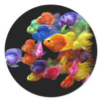 Rainbow of Parrotfish