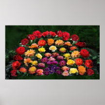 rainbow of roses poster
