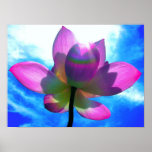 Rainbow on a Petal Poster