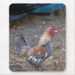 Rainbow Rooster Mouse Mats