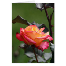 Rainbow Rose Card