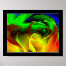 Rainbow rose posters