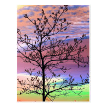 Rainbow Sky Barren Tree Post Cards