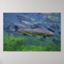 Rainbow Trout Poster