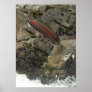 Rainbow Trout Print