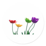 Rainbow Tulips