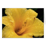 Raindrops on a Yellow Lily cards