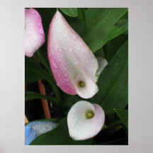 Raindrops on Calla Lily Posters