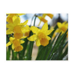 Raindrops on Daffodils Post Card