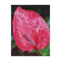 Raindrops on Flowers Post Card
