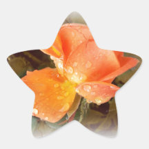 Raindrops on Roses..... Star Sticker