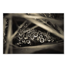 raindrops on web photo art