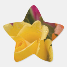 Raindrops on Yellow Orange and Pink Roses Star Sticker