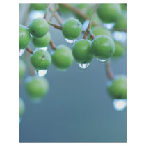 Raindrops Personalized Flyer