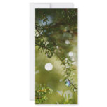 Raindrops rack cards