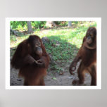 Rainforest Animal Friends posters