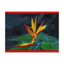 Rainforest Bloom