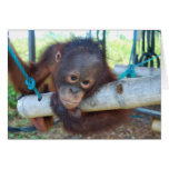 RainForest Daydreams at Wildlife Baby Sanctuary Card
