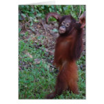 Rainforest Hikes Card