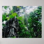 Rainforest in Paradise Print