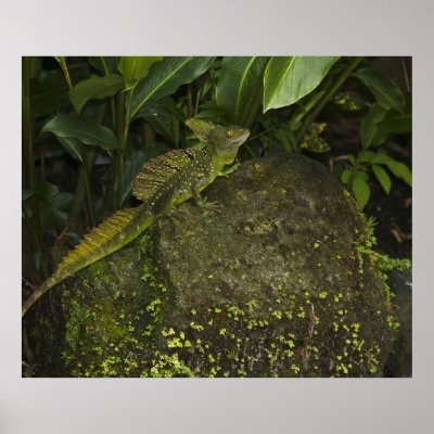 Rainforest Lizards Pictures