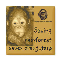 Rainforest & Orangutans