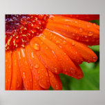 Rainy Daisy posters