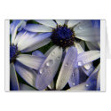 Rainy Day Blues cards