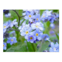 Rainy Day Forget Me Nots Post Cards