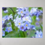Rainy Day Forget Me Nots Posters