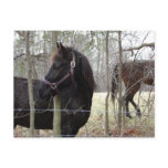 RAINY DAY HORSES postcards