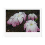 Rainy Day Rain Lilies Post Cards
