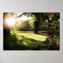 Rainy roses canvas posters