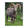Ram Grazing Postcard
