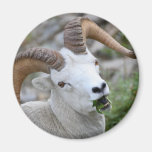 ram magnet