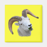 Ram Portrait Fridge Magnets