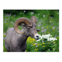 Ram - Smelling the Flowers Post Cards