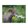 Ram - Smelling the Flowers Post Cards