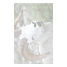 ram stationery